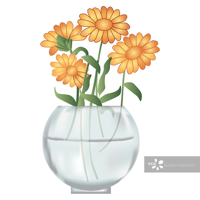 玻璃花瓶中的万寿菊花图片素材