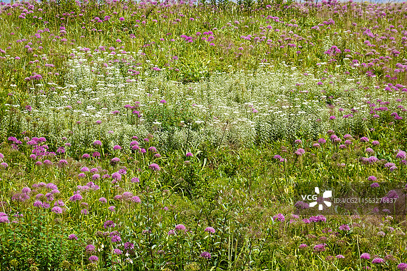 韭菜坪花开的时节图片素材