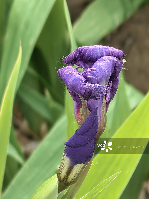 鸢尾花图片素材
