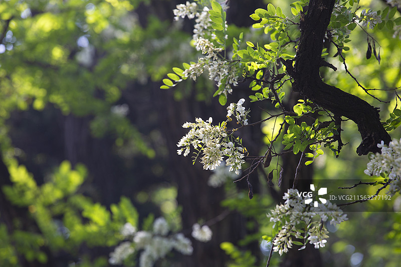 上海龙华寺内春天盛开的槐花特写图片素材