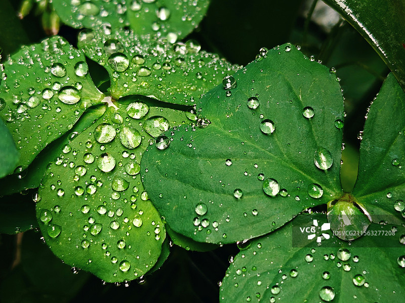 雨天绿叶植物上的雨滴露珠特写图片素材