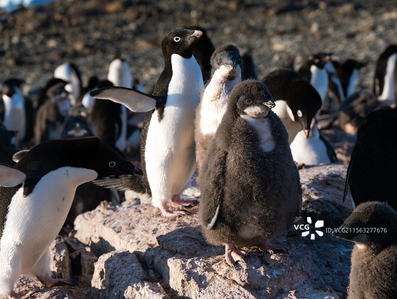 企鹅岛上的小企鹅图片素材
