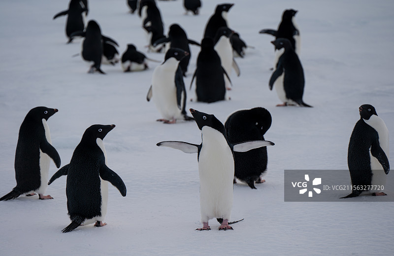 海冰上一群迁徙的企鹅图片素材