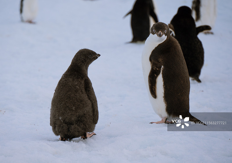 黑煤球-阿德利企鹅的幼崽图片素材