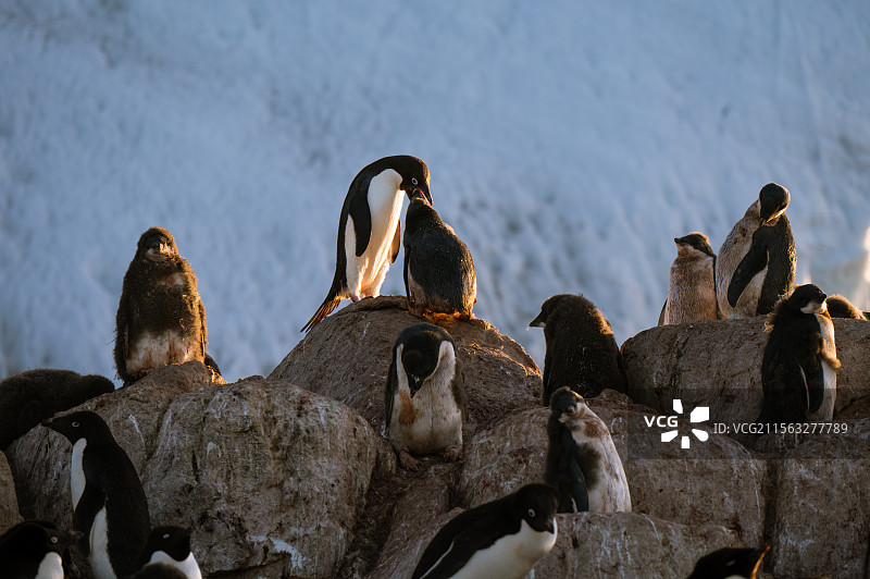 母爱-成年企鹅反哺小企鹅图片素材