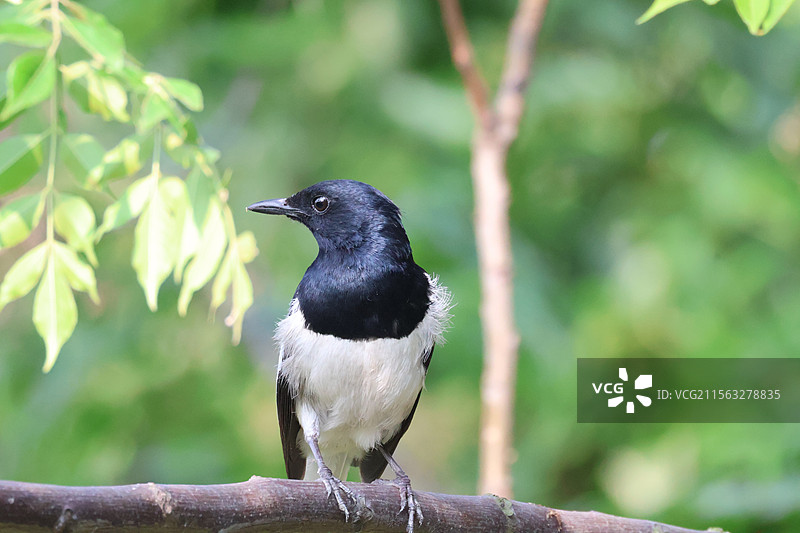 鹊鸲-摄于汕头牛田洋图片素材