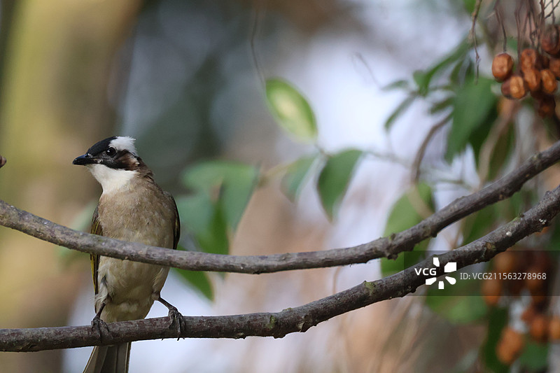 白头鹎-摄于汕头牛田洋图片素材