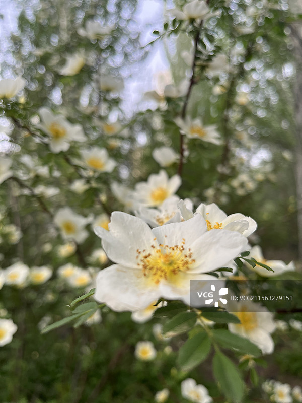 山西太原森林公园图片素材