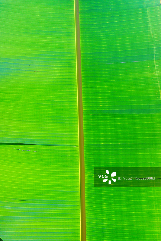 香蕉树芭蕉树叶子叶脉特写图片素材