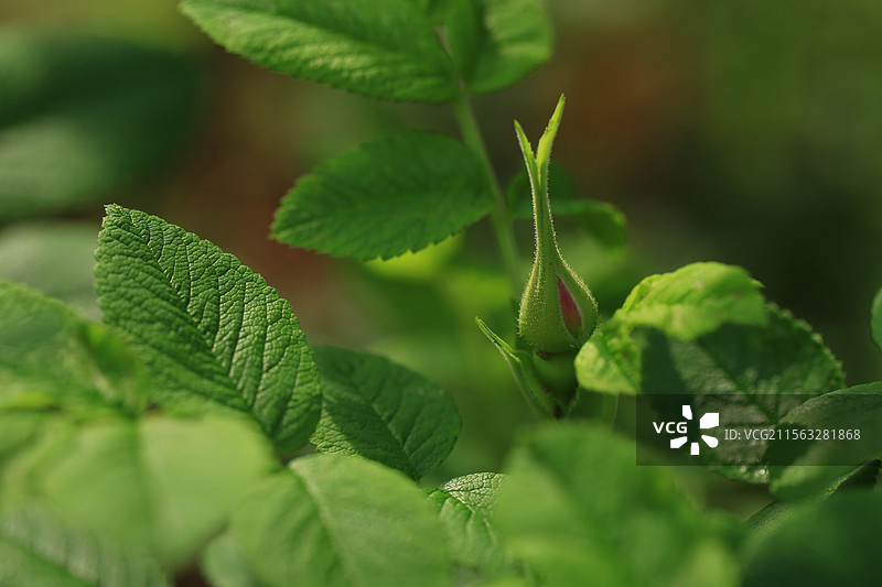 阳光下的平阴玫瑰花蕾图片素材