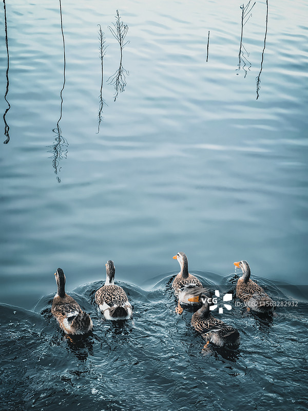 春江水暖鸭先知图片素材