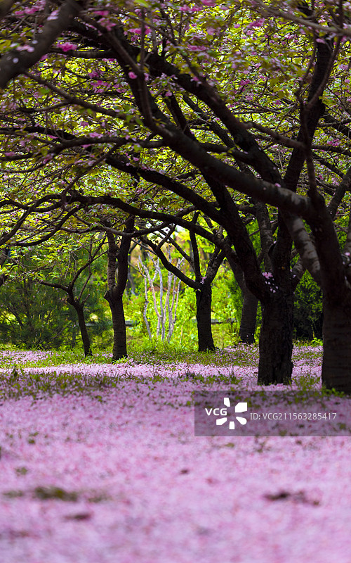 雨后樱花园：落英缤纷醉游人图片素材