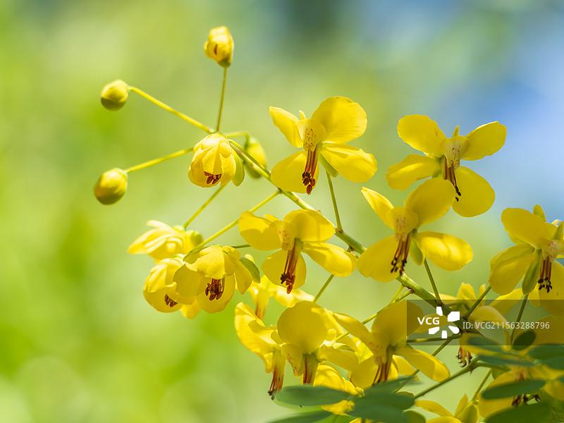 云实花开图片素材