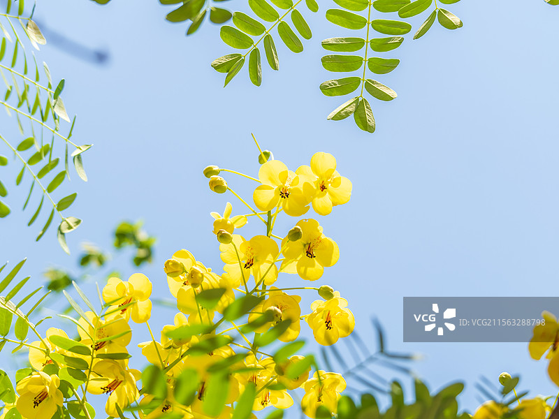 云实花开图片素材