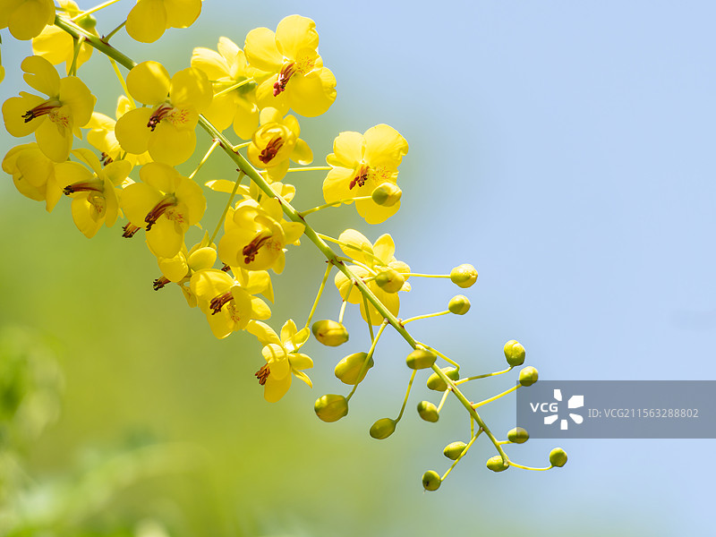 云实花开图片素材