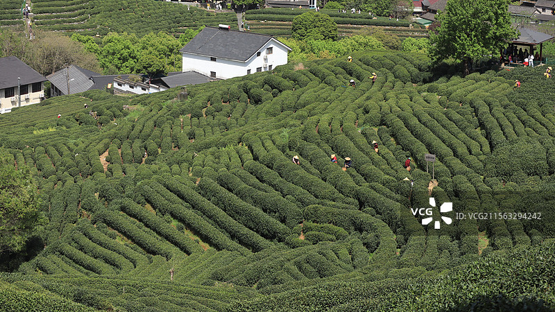 西湖龙井茶园图片素材
