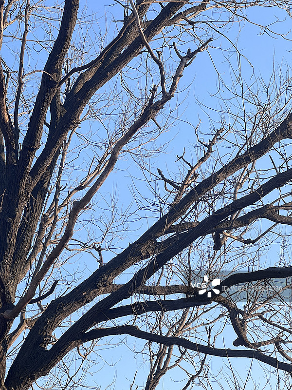 榆树枝图片素材