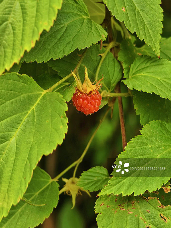 树莓图片素材