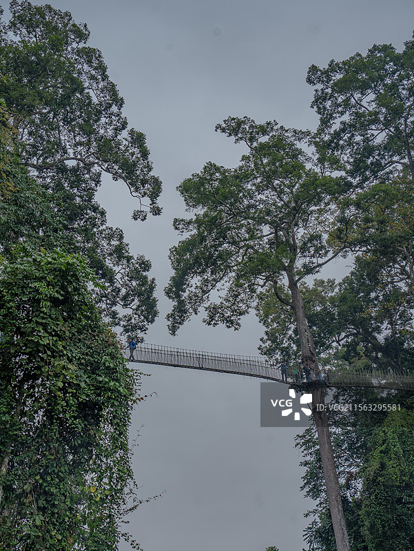 云南西双版纳勐腊县望天树景区图片素材