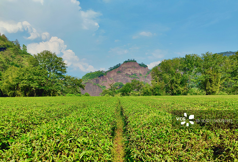 武夷山-岸上九曲漫游道茶山风光图片素材