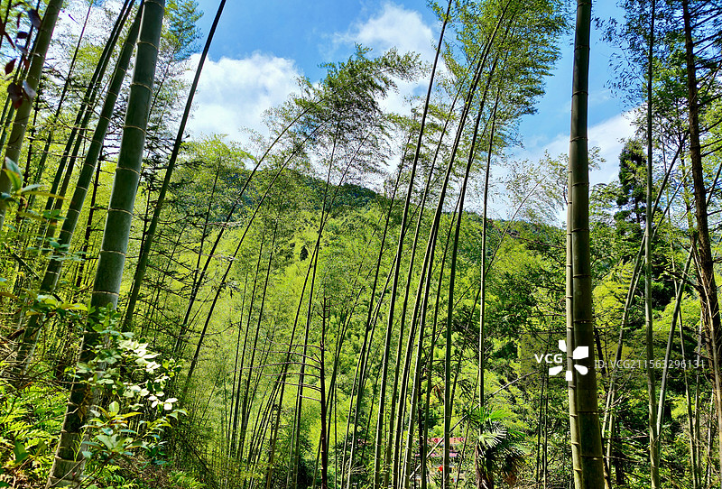 武夷山国家公园-桐木关图片素材