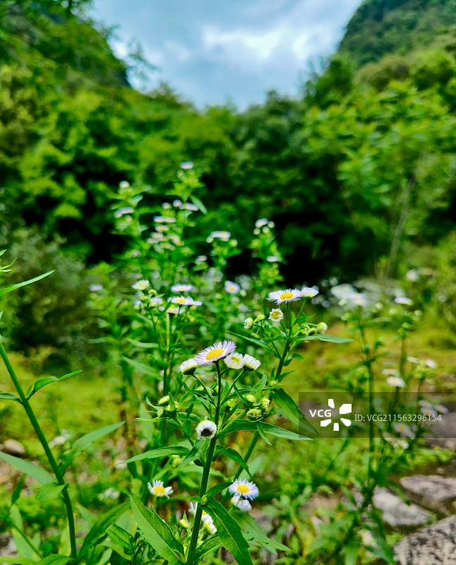 武夷山国家公园-桐木关图片素材