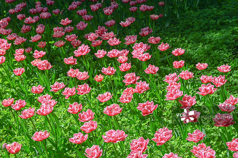 北京中山公园郁金香展图片素材