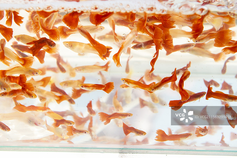 水中的鱼群图片素材