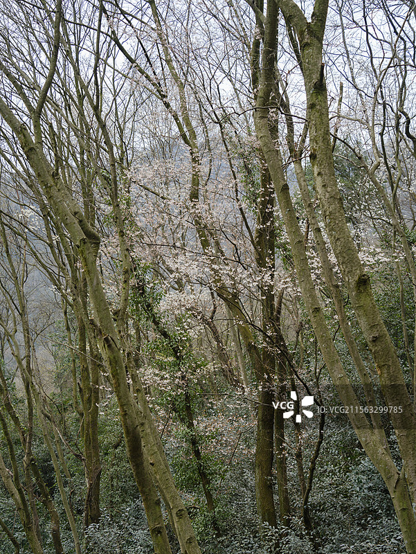 春日里的什邡仙居山图片素材