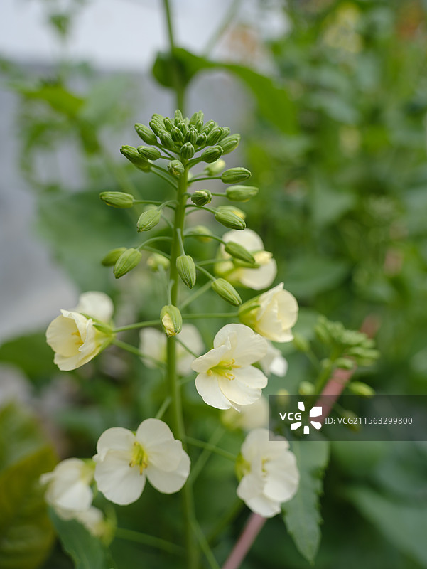 春日里的什邡仙居山图片素材