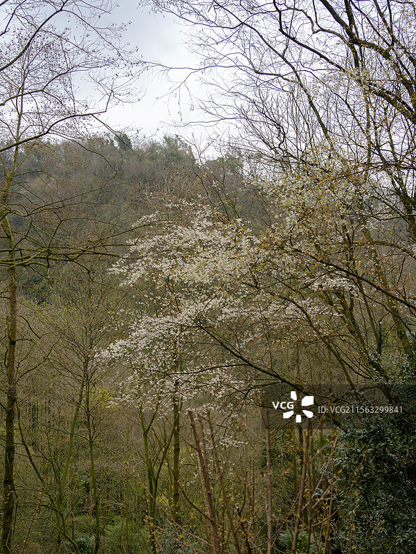 春日里的什邡仙居山图片素材