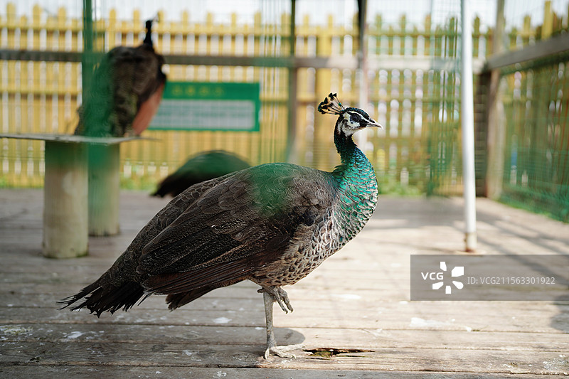 笼子里的孔雀图片素材