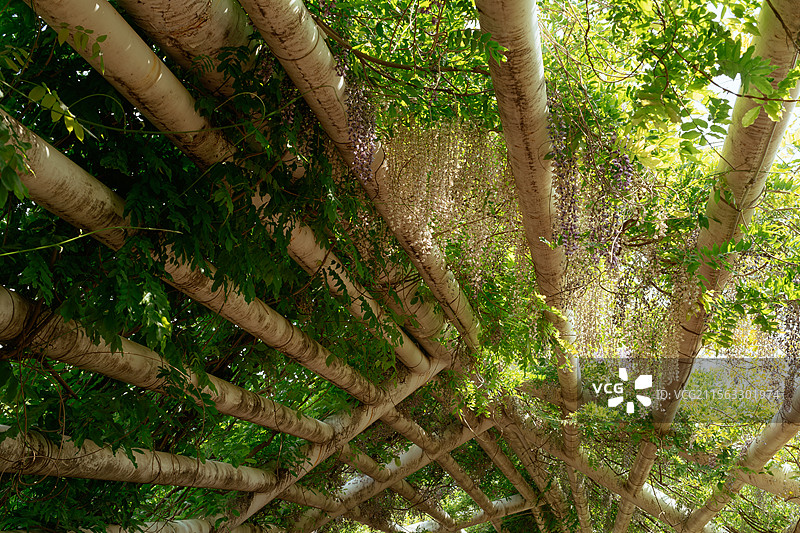 阳光明媚的春天走廊图片素材