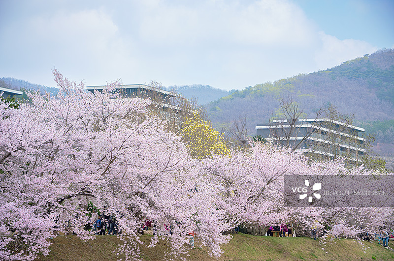 大连龙王塘樱花园盛开的樱花图片素材