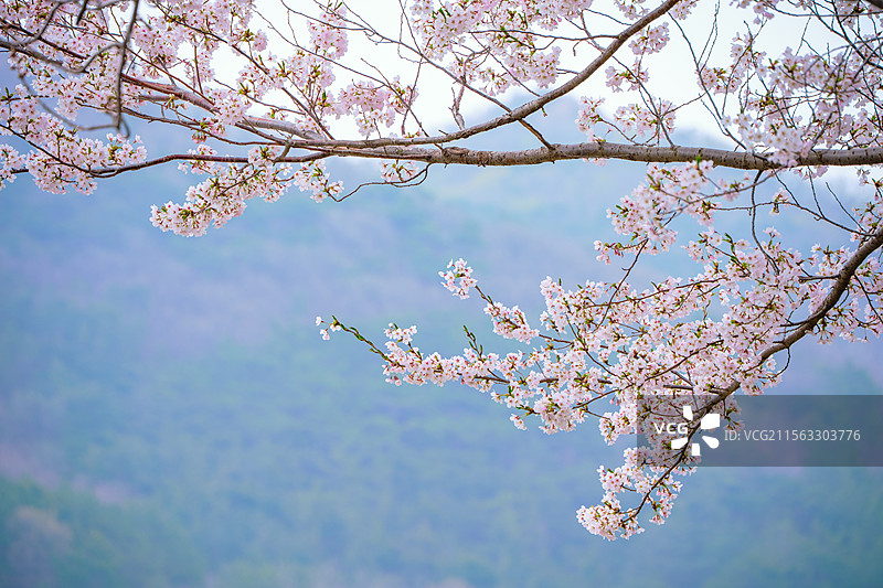 大连龙王塘樱花园盛开的樱花图片素材