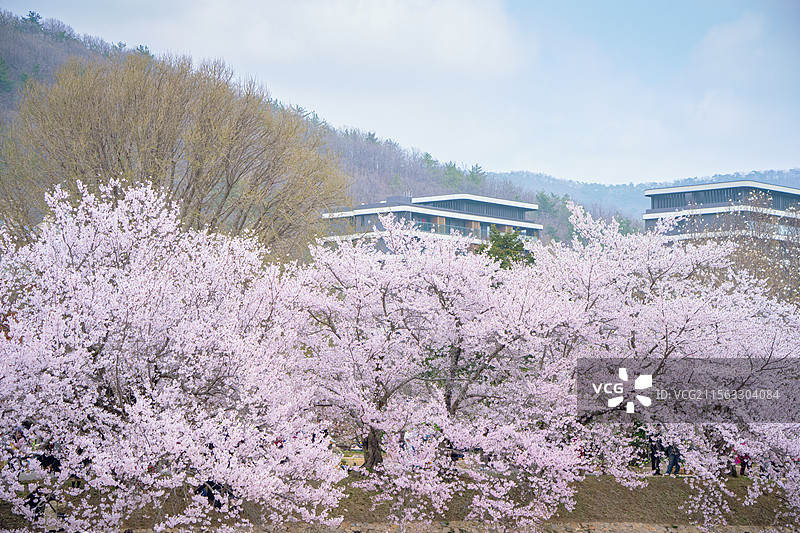 大连龙王塘樱花园盛开的樱花图片素材