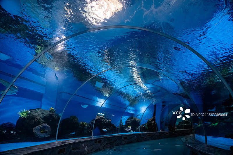 海洋馆水族馆海洋世界水族箱巨型玻璃鱼缸图片素材