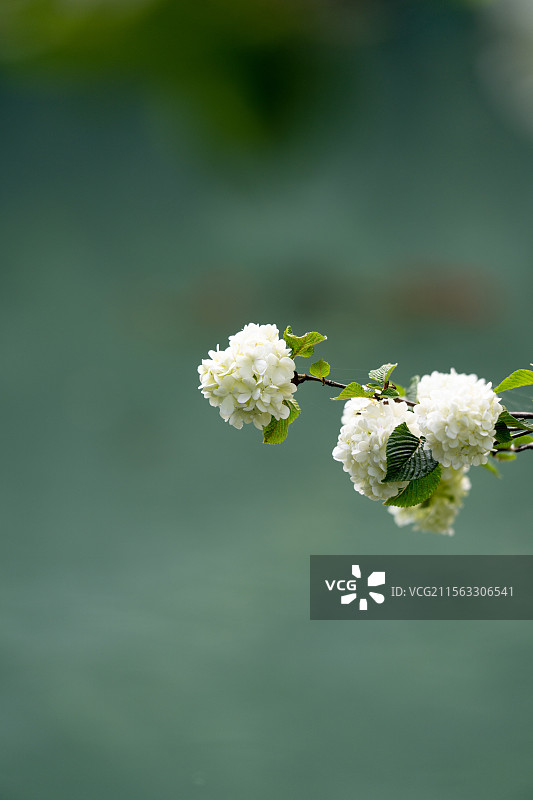 离堆公园绣球花图片素材