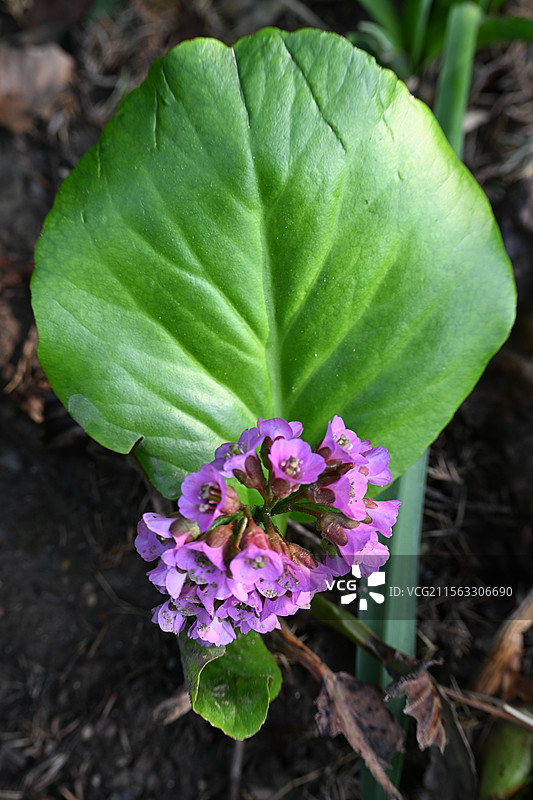国家植物园宿根园岩白菜花朵特写图片素材