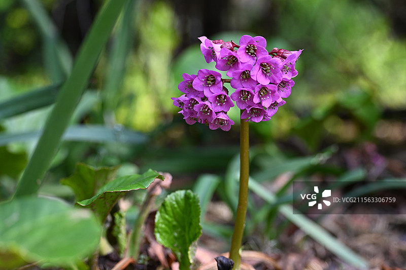 国家植物园宿根园岩白菜花朵特写图片素材