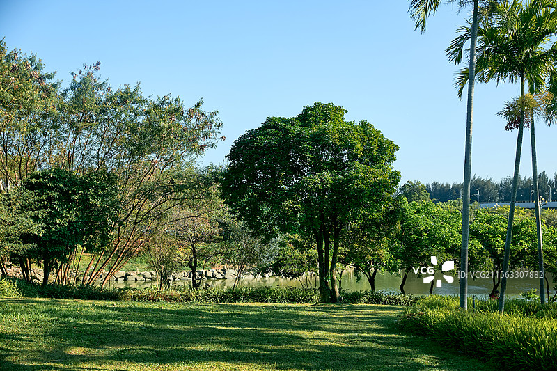 树植树公园图片素材