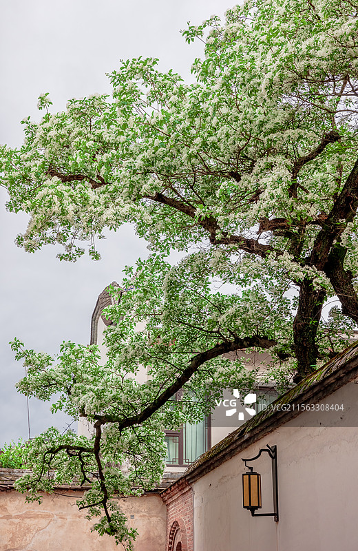 衣锦坊前雪倾城，千年流苏守巷深图片素材