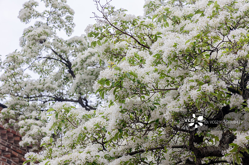 衣锦坊前雪倾城，千年流苏守巷深图片素材