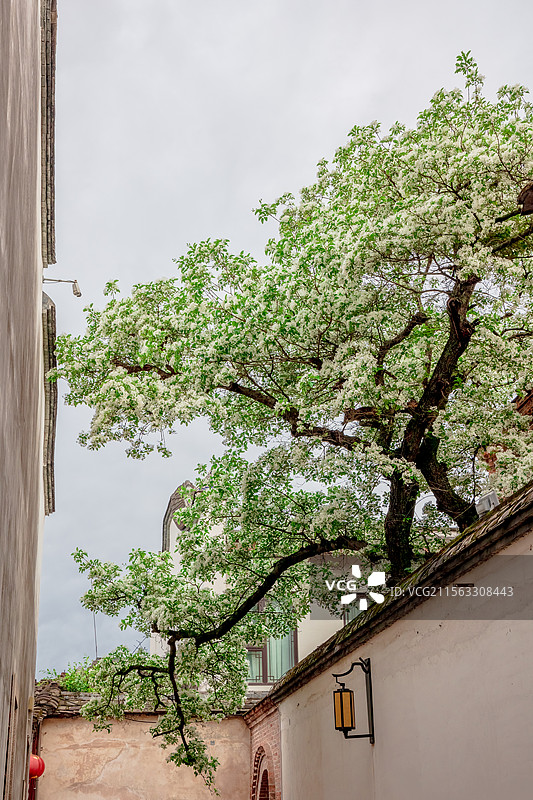 衣锦坊前雪倾城，千年流苏守巷深图片素材