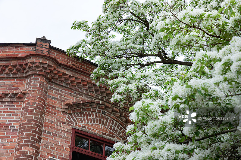 衣锦坊前雪倾城，千年流苏守巷深图片素材