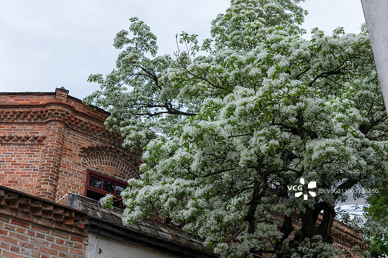 衣锦坊前雪倾城，千年流苏守巷深图片素材