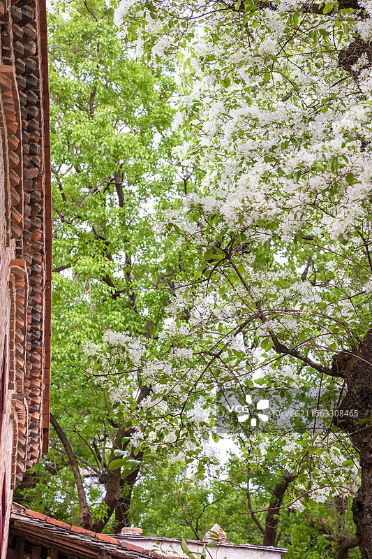 衣锦坊前雪倾城，千年流苏守巷深图片素材
