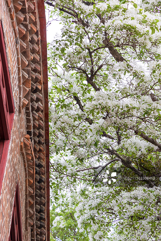 衣锦坊前雪倾城，千年流苏守巷深图片素材