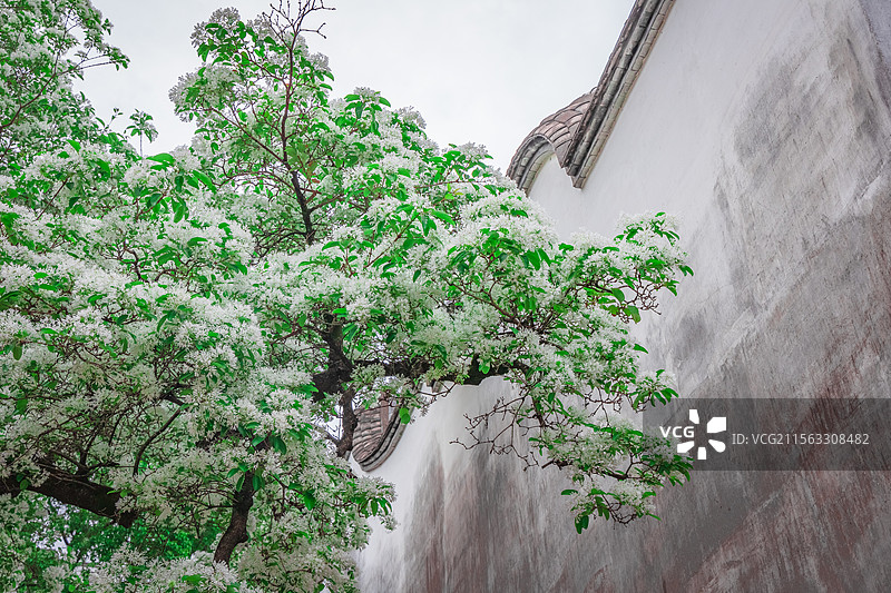 衣锦坊前雪倾城，千年流苏守巷深图片素材