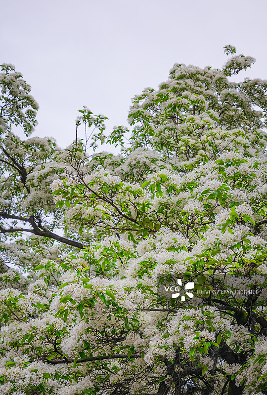 衣锦坊前雪倾城，千年流苏守巷深图片素材